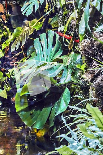 Image of Beautiful rainforest 