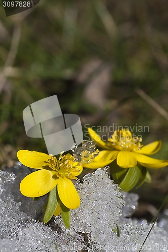 Image of winter aconites