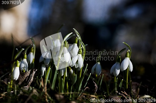 Image of snowdrops