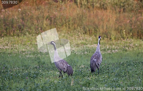 Image of calling cranes