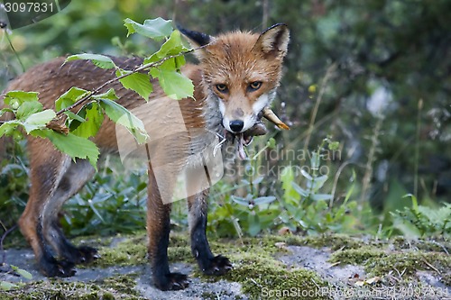 Image of fox with prey