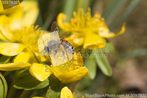 Image of honeybee pollinating winter aconitees