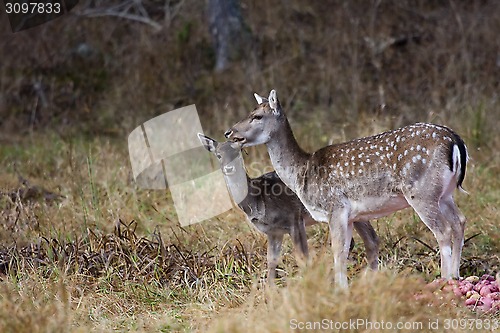 Image of fallow deer