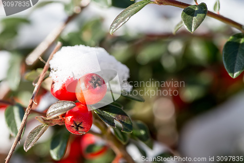 Image of winter background with red gaultheria and snow