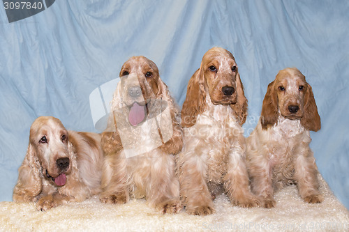 Image of portrait of english cocker spaniel