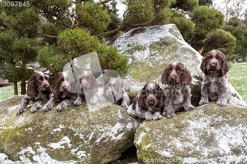 Image of portrait of small puppies of English Cocker Spaniel