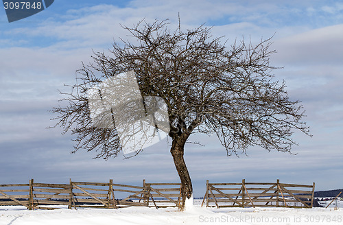Image of Nice winter landscape with tree