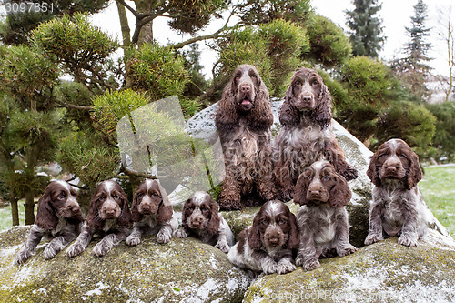 Image of portrait of champions of English Cocker Spaniel family
