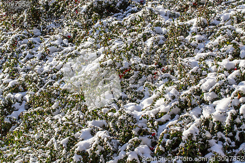 Image of winter background with red gaultheria and snow