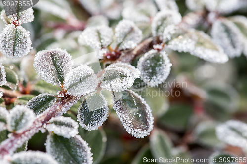 Image of Closeup of frozen crystals on plant