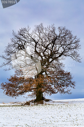 Image of Nice winter landscape with tree