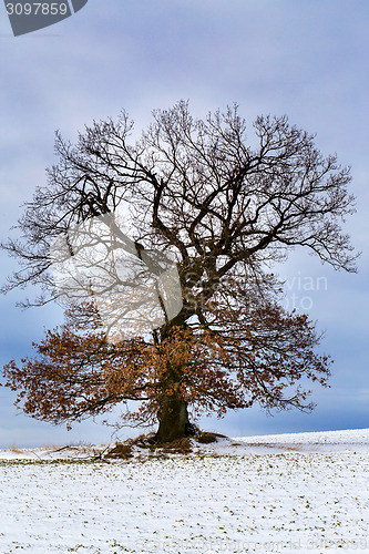 Image of Nice winter landscape with tree