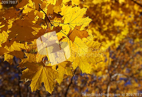 Image of Branch of yellow autumn maple