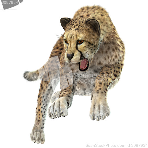 Image of Hunting Cheetah