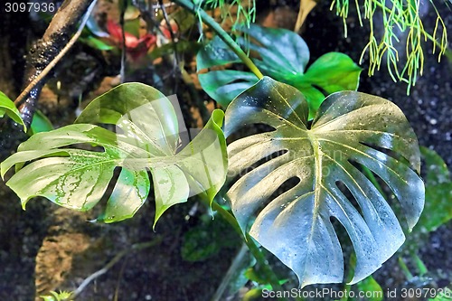 Image of Beautiful rainforest 