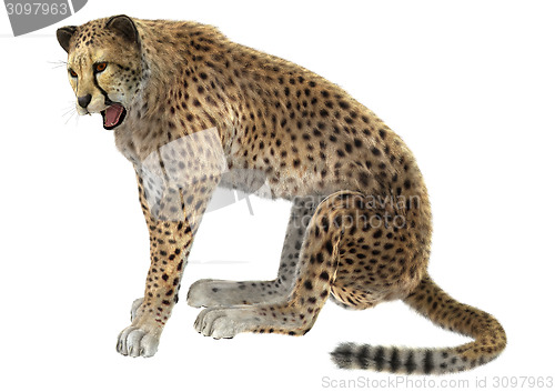 Image of Cheetah