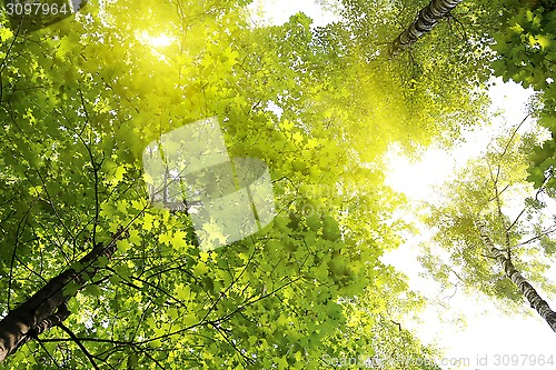 Image of Green summer trees in the sky