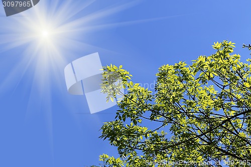 Image of Branch of a green tree in the sunny blue sky