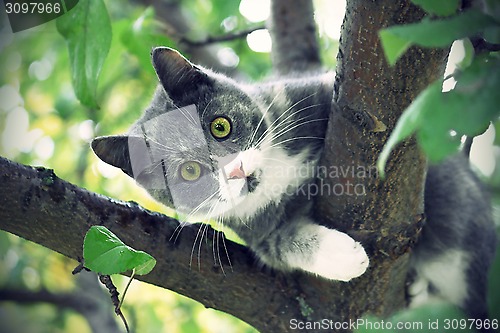 Image of Cat with green eyes