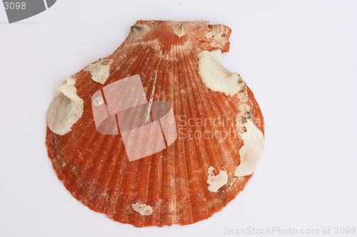 Image of Red clam shell