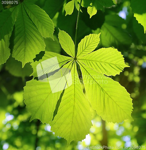Image of Chestnut leaf