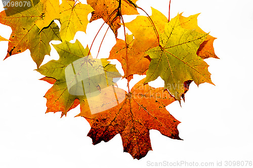 Image of Bright branch of maple