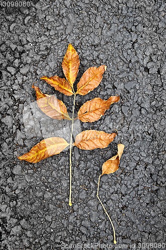 Image of Autumn bright leaf on asphalt