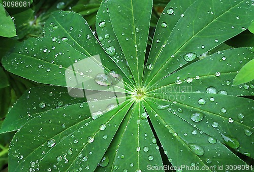 Image of Large green leaf with water drops