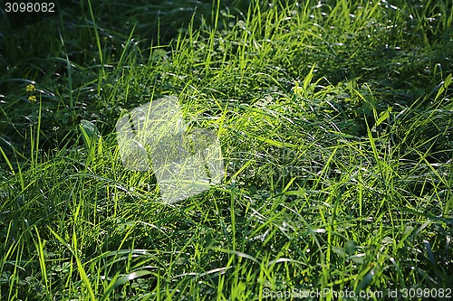 Image of Green grass and sunlight
