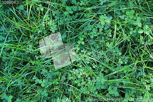Image of Green background with grass and clover leaves