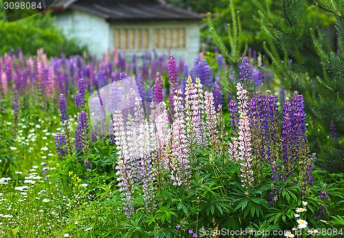 Image of Wild lupines and chamomile flowers