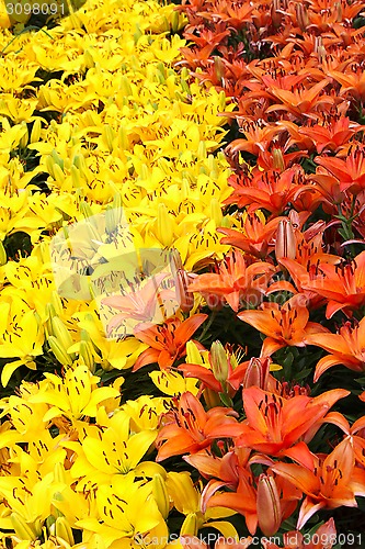 Image of Natural background with colorful lilies