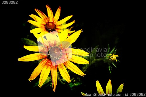 Image of Black grunge background with yellow Rudbeckia flowers