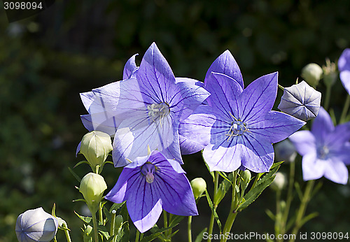 Image of Balloon flowers (Platycodon grandiflorus)