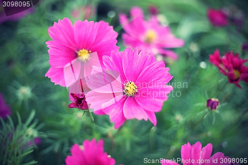 Image of Nature background with pink Cosmos flowers