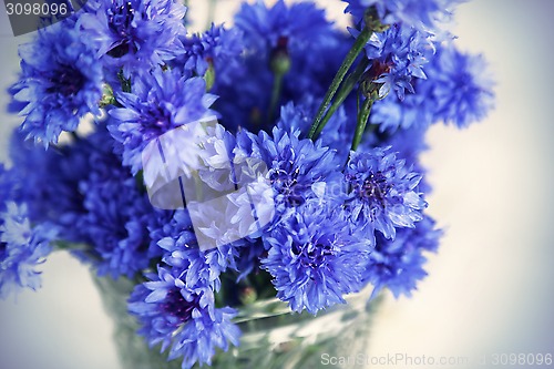 Image of Blue cornflowers