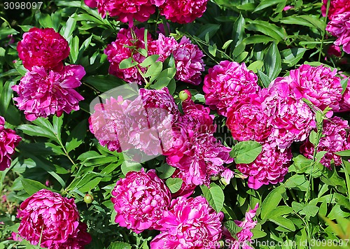 Image of Nature background with bright peony