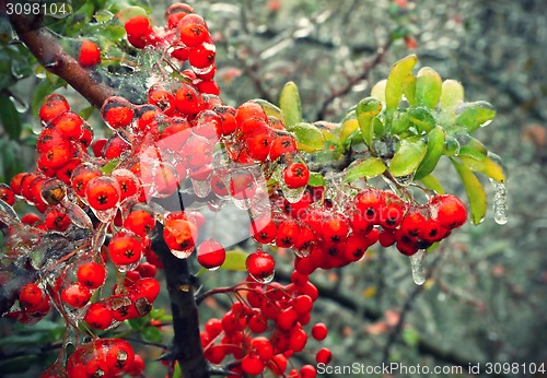 Image of Branch of a bush with bright berries after freezing rain
