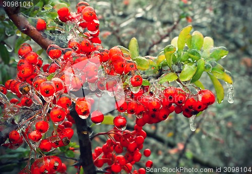 Image of Branch of a bush with bright berries after freezing rain