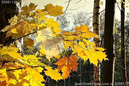 Image of Beautiful autumn branch of maple tree