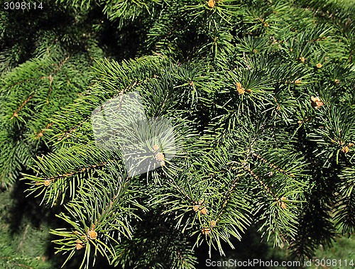 Image of Pine branches