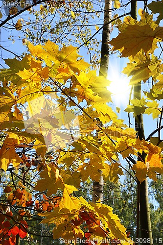 Image of Branches of bright autumn trees and sunlight