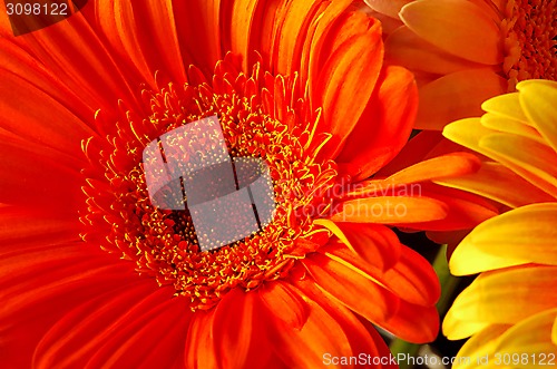 Image of Beautiful Gerber flowers