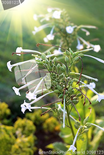 Image of Fragrant tobacco flowers with sunlight