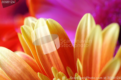 Image of Bright flowers background