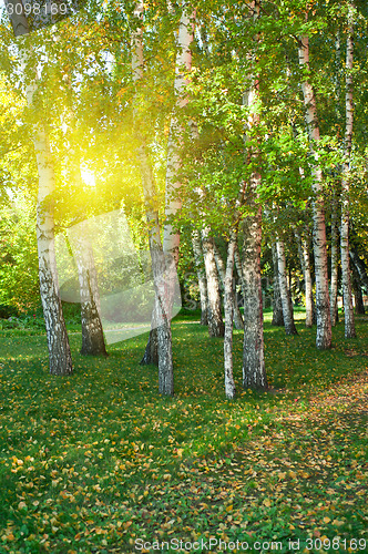 Image of summer birch forest