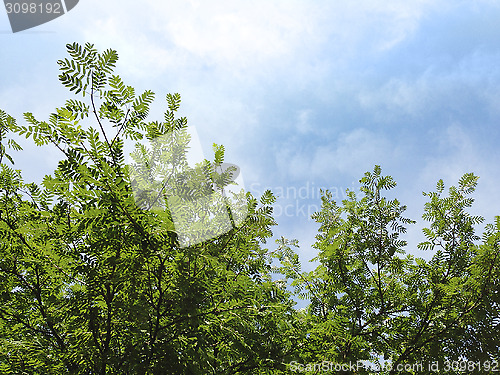 Image of Rowan Tree