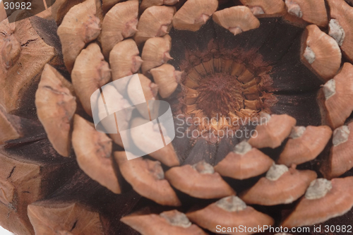Image of Inside a pine cone