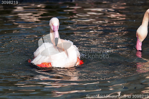 Image of Flamingo