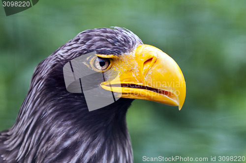 Image of Steller's sea eagle